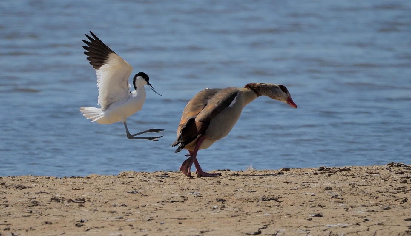 An-Egyptian-goose and-an avocet.