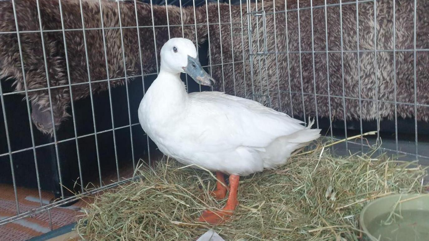 A white duck in a cage looking at the camera. It has orange feet. 