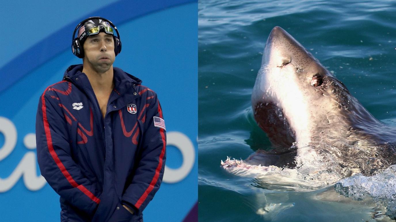 Michael Phelps and a great white shark