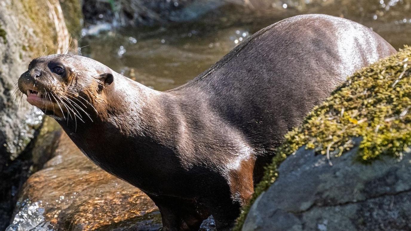 A giant otter with brown fur stands on the edge of a mini waterfall with its mouth slightly open, showing its teeth. A rock next to it has green moss on it.