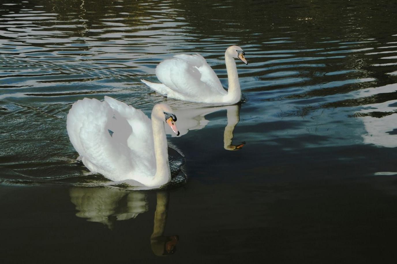 Swans