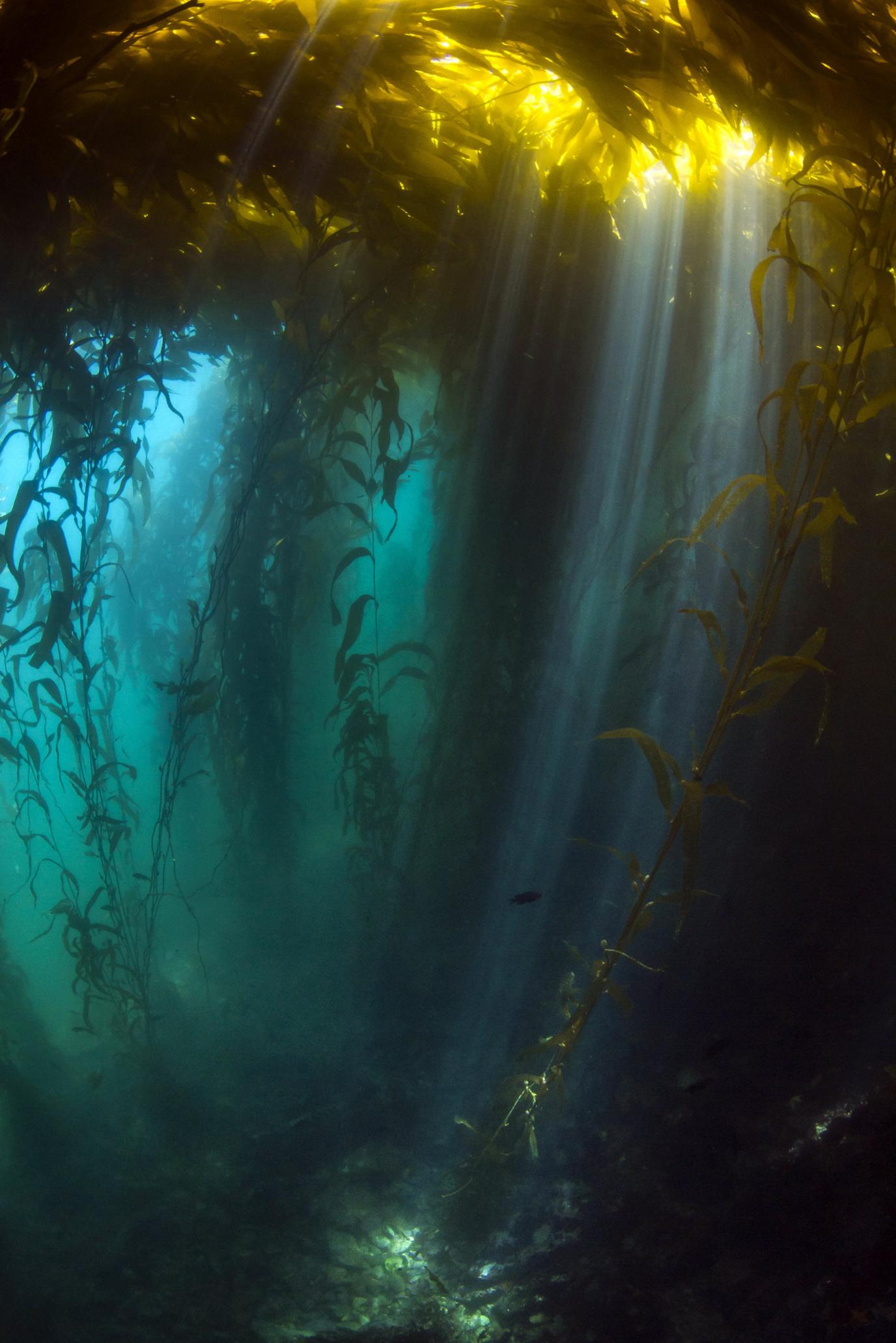 Sunlight breaks through the kelp forest canopy