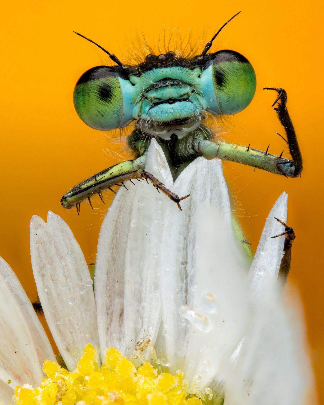 Blue-tailed damselfly on a plant. 