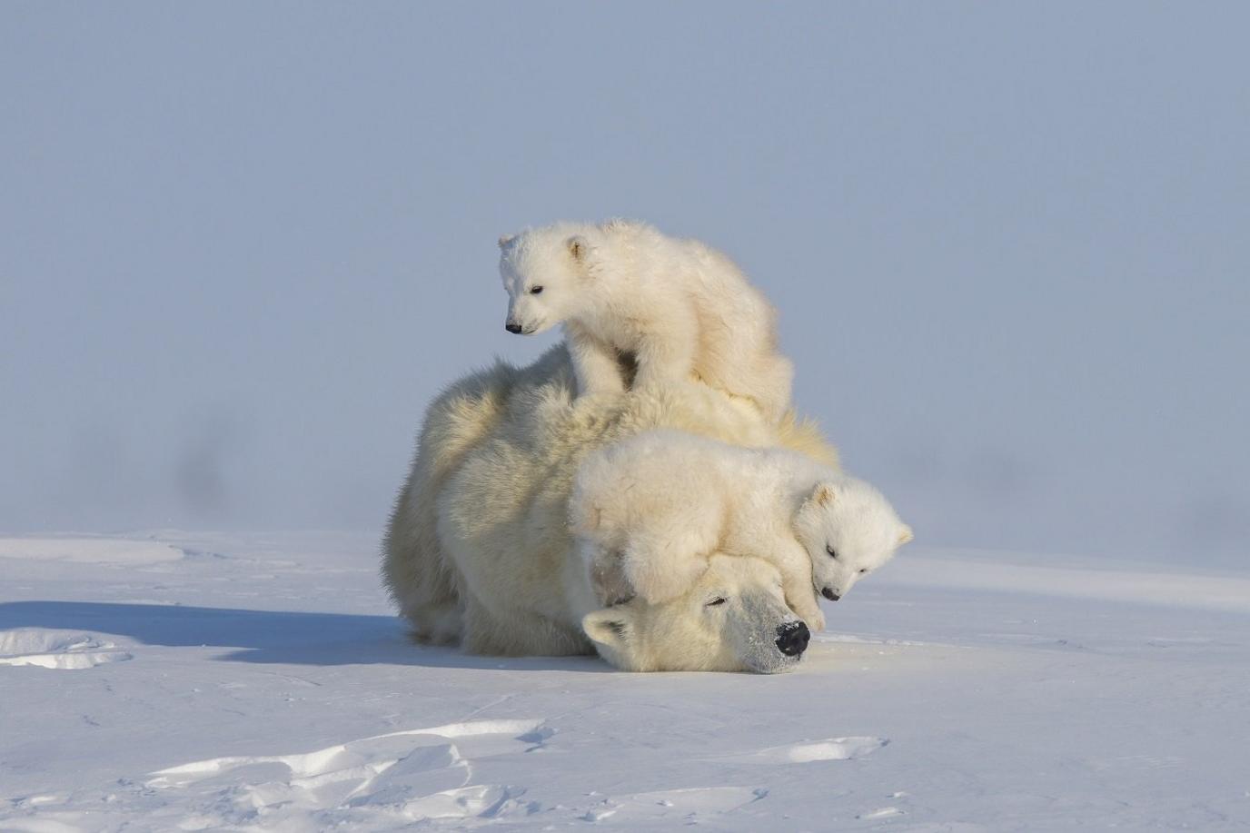 polar-bears.