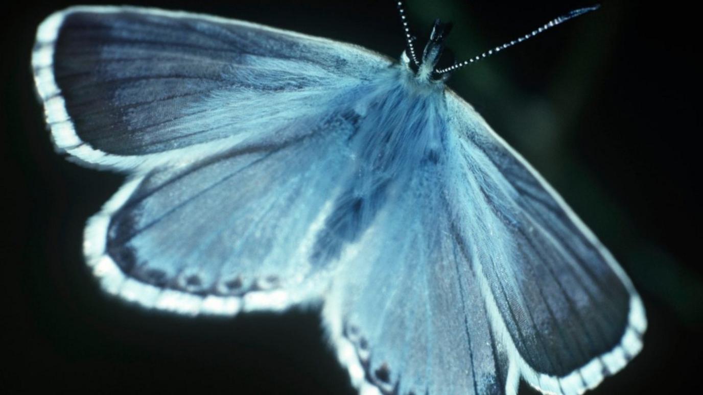 Common blue butterfly