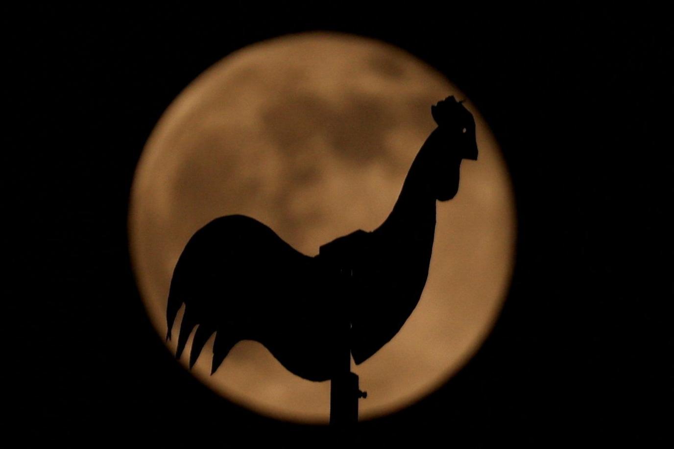 Silhouette of a rooster on a building