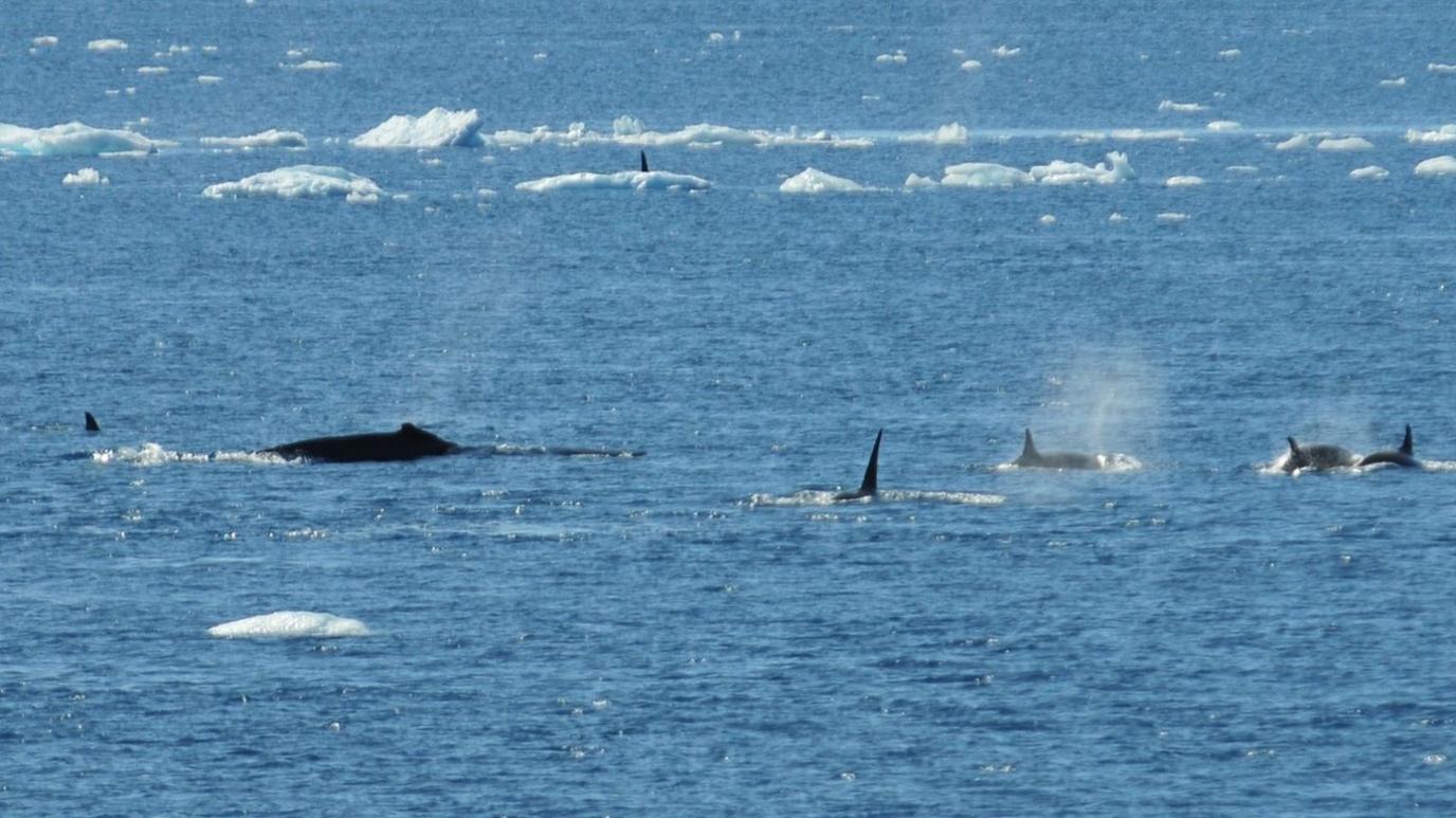 Whales in the Antarctic