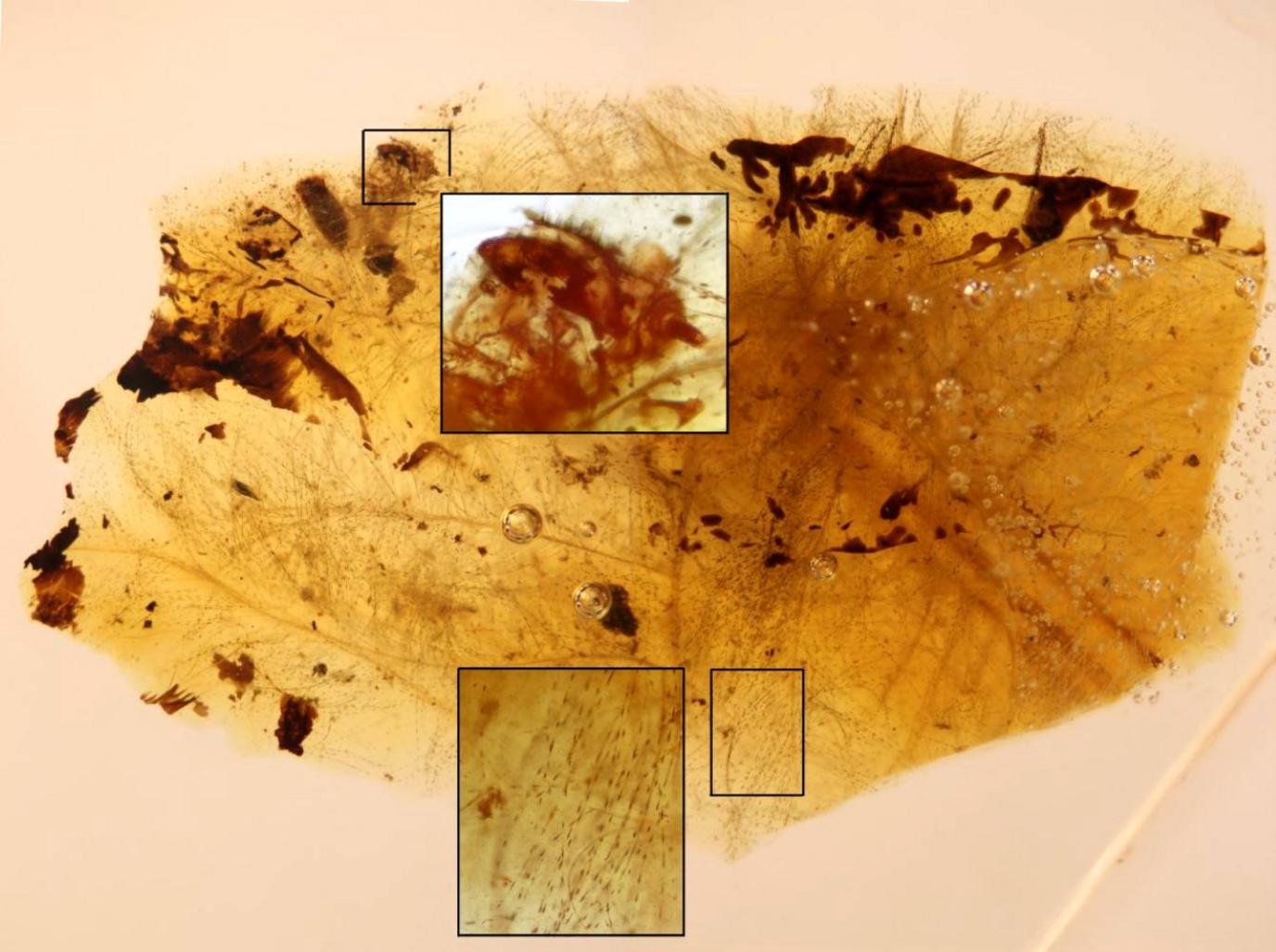 Amber fragment containing fossil of beetle