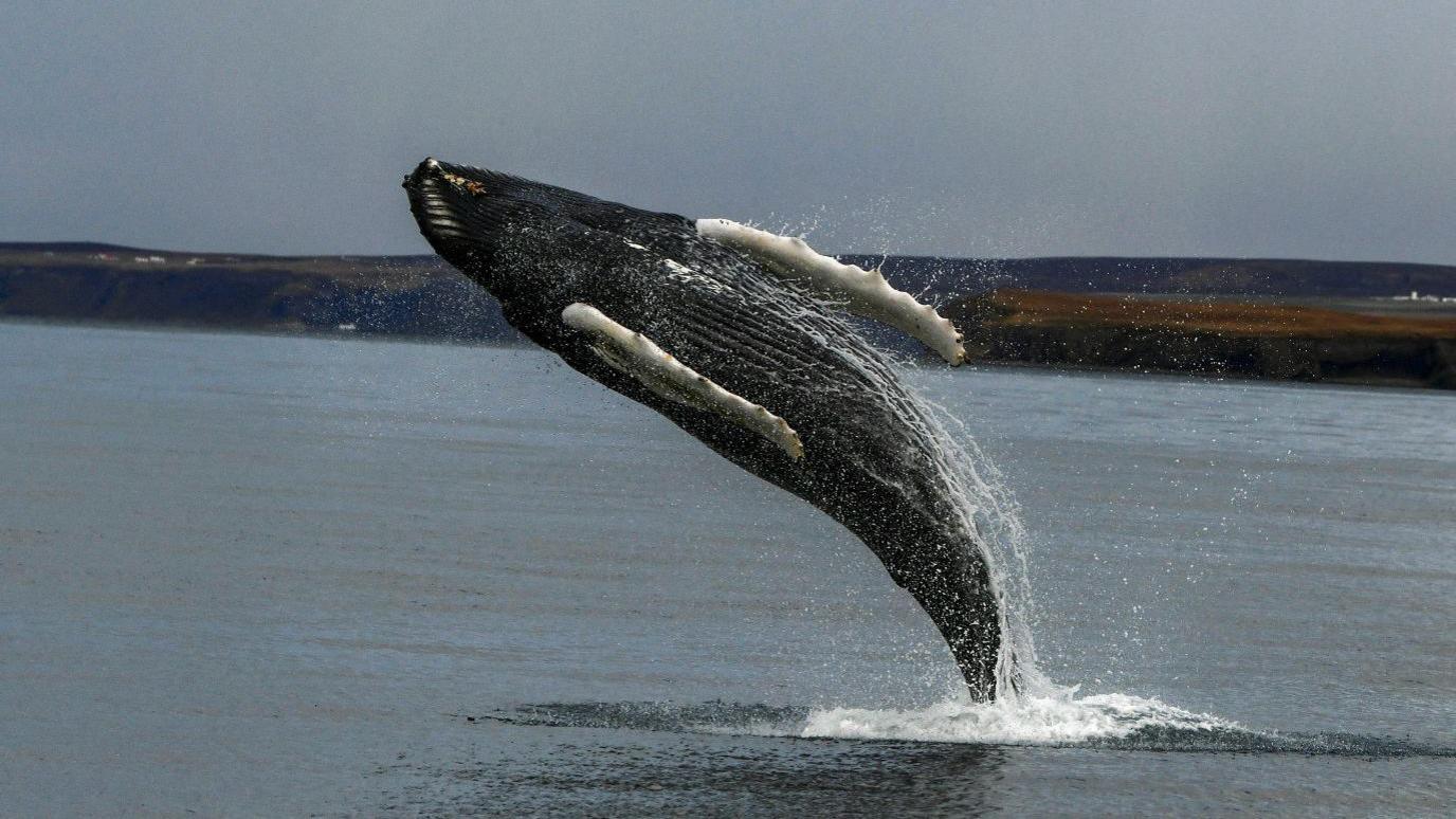 whale jumping