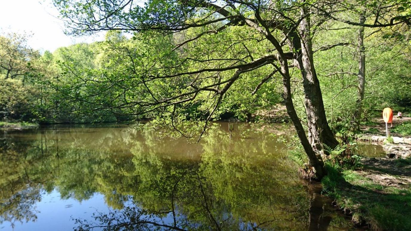 A lake in Shining Cliff Wood, the land Grith Pioneers currently owns, with trees leaning over the water