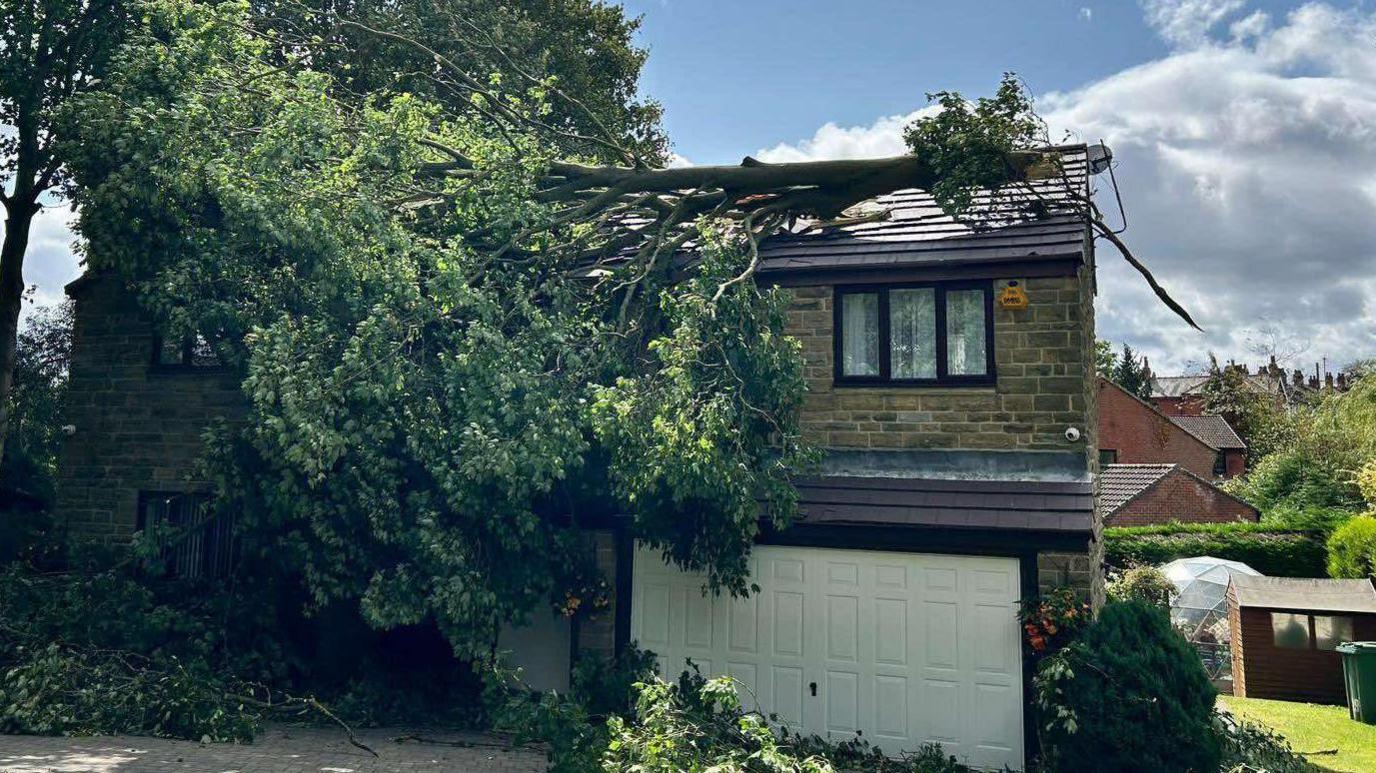 A tree on top of a house roof