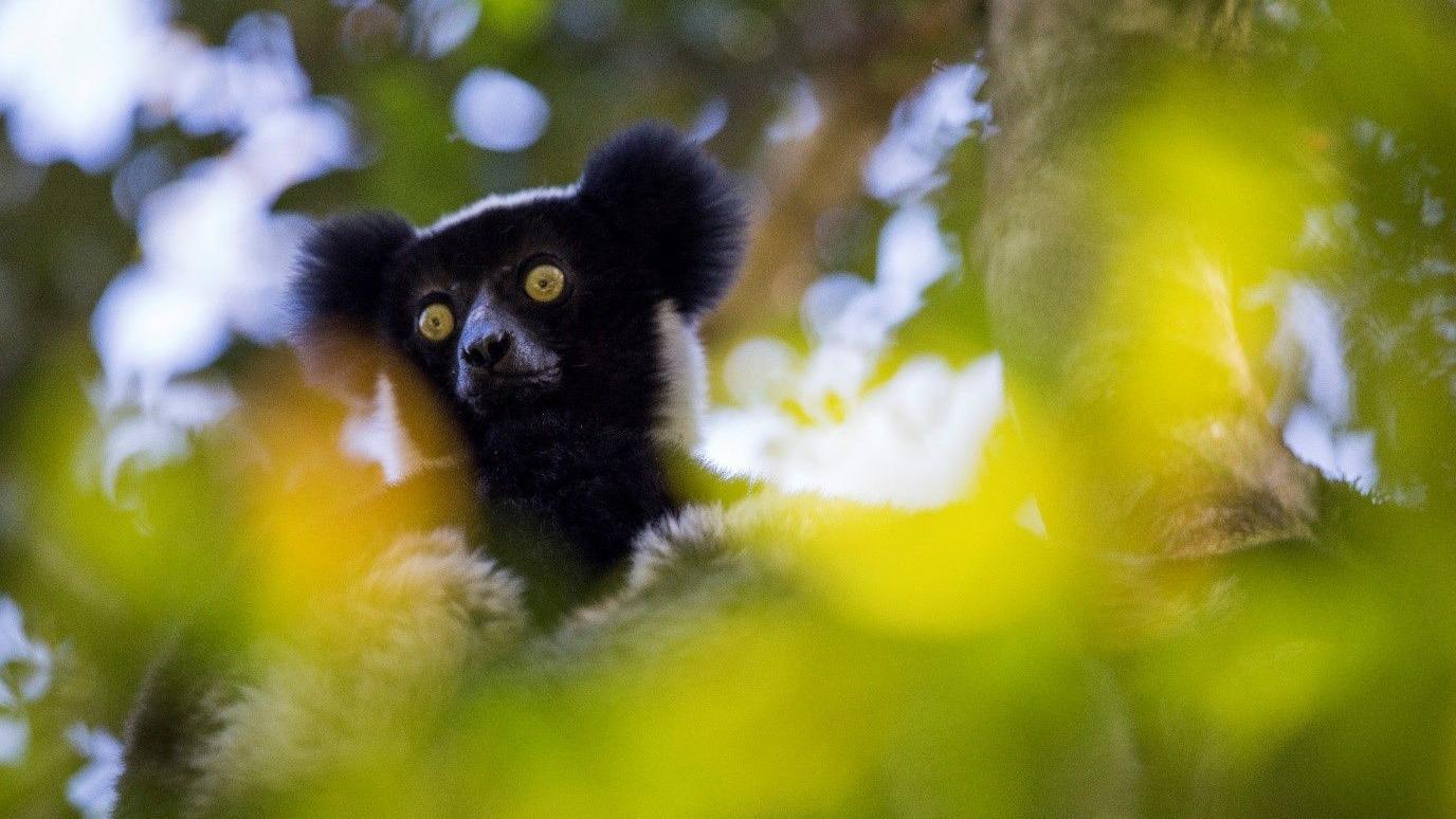 An indris lemur in a tree with green leaves in front of them. The lemur has dark and light fire with bright eyes