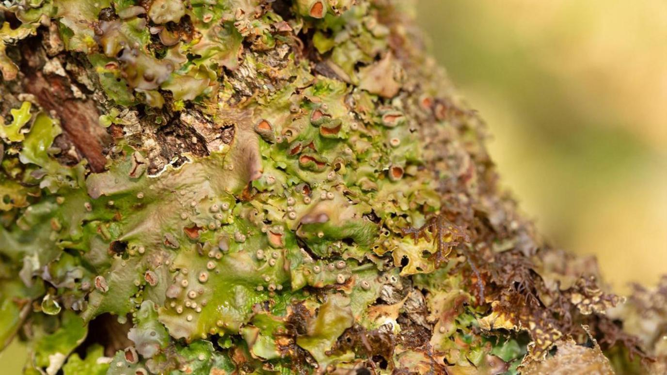 Green Satin lichen.