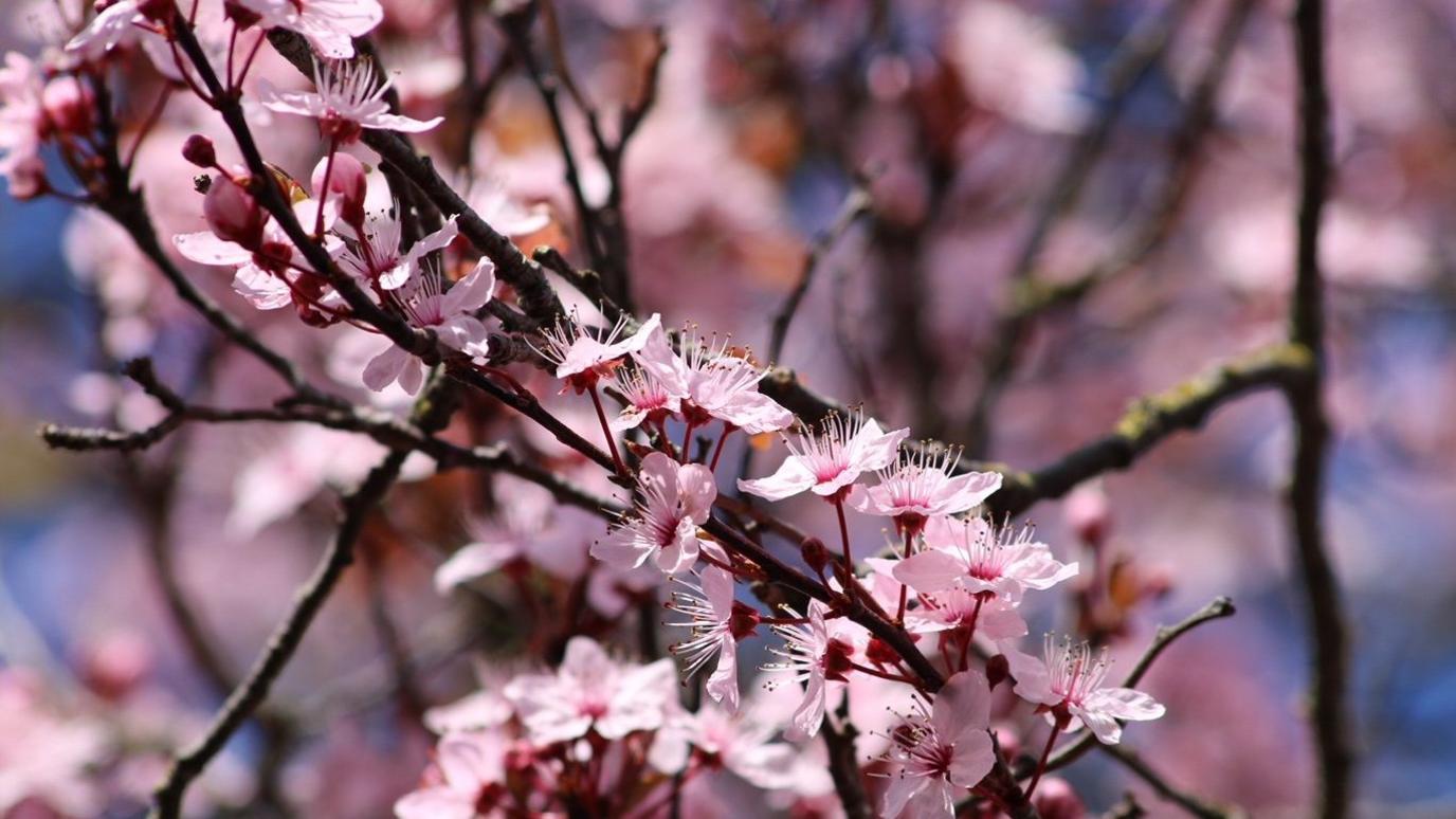 Flowers in bloom in Abingdon