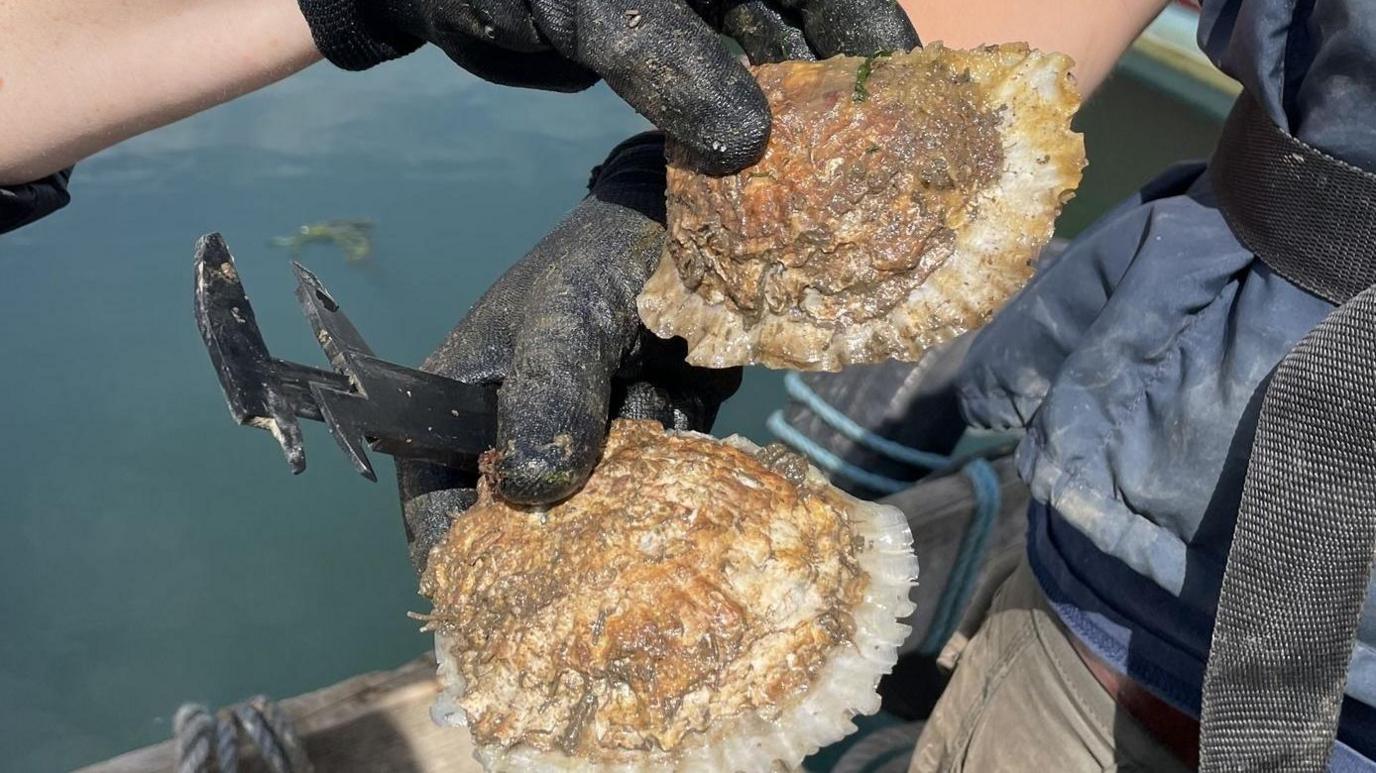 Two oysters are being held up showing a thick band of white growth around the edge of the shells. 