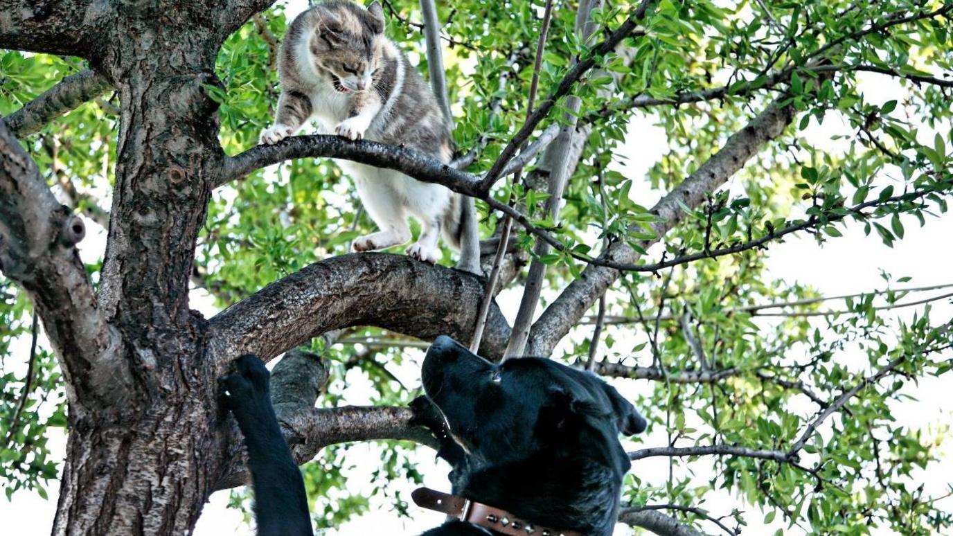 A cat in a tree hisses down at at large black dog underneath which looks playfully at it. 