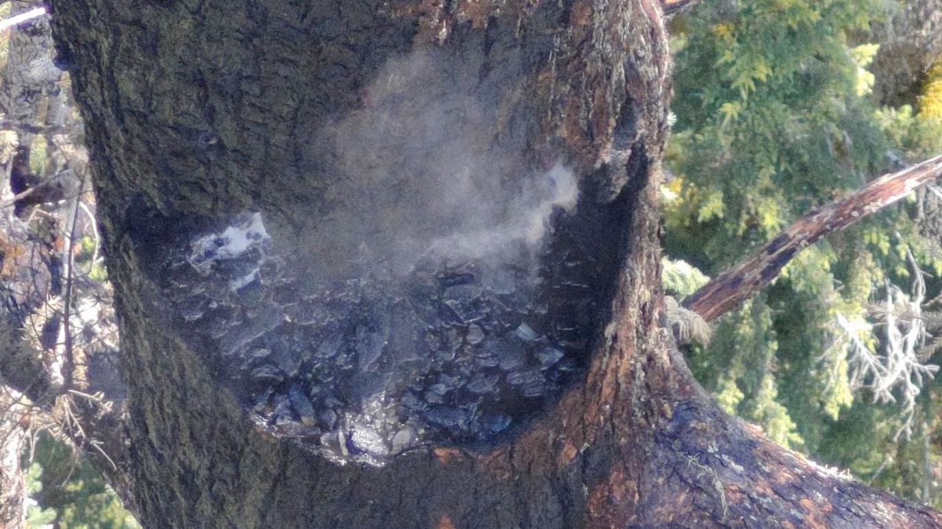 Fire damage on the trunk