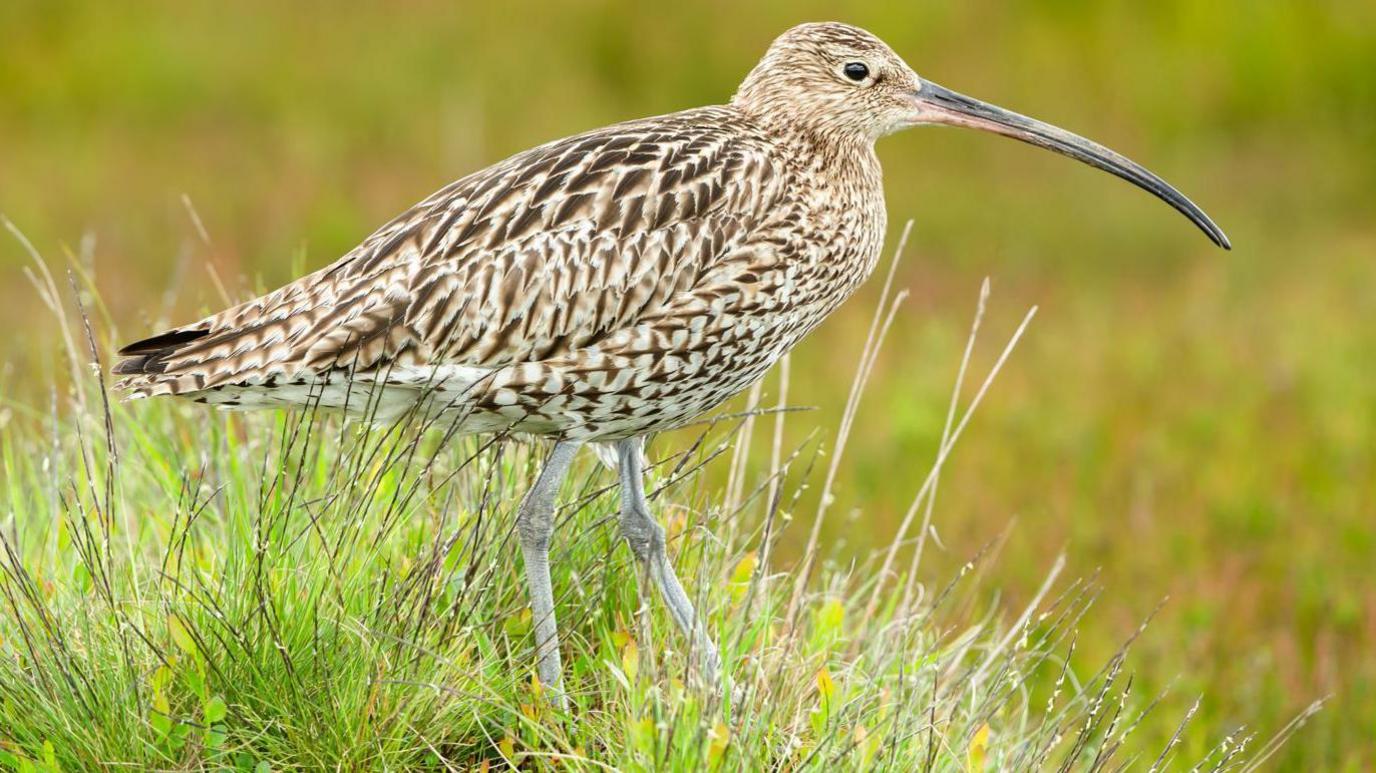 Curlew