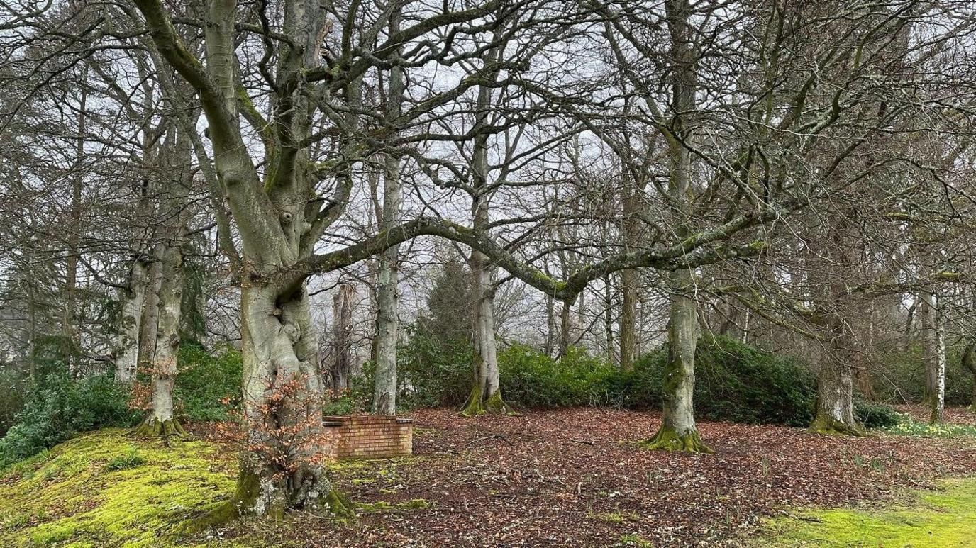 The ancient woodland at Kingsmeadows featuring numerous trees and greenery, as well as a small brick wall