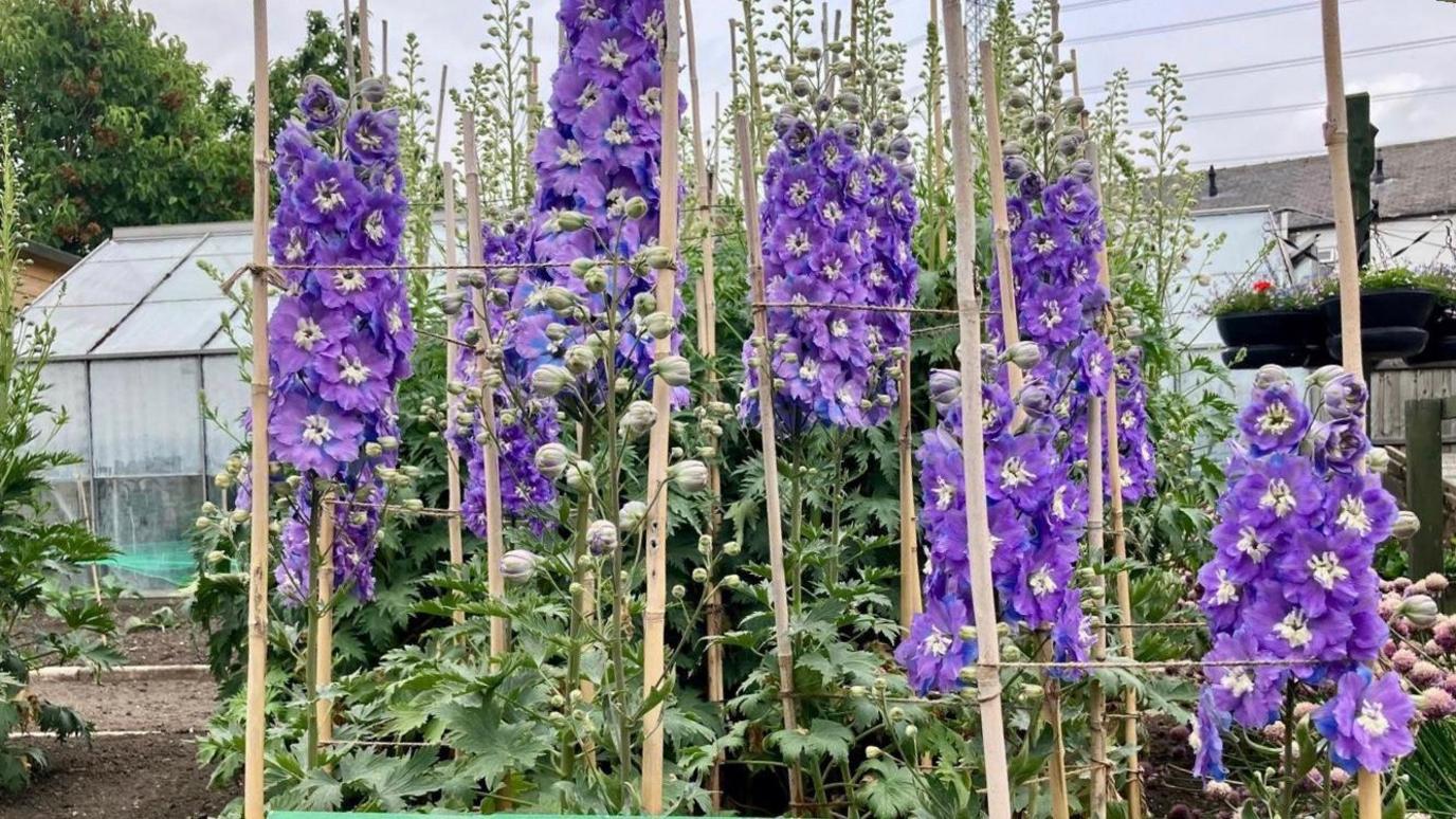 About nine flowering spires, tied to wooden canes, are in full bloom. The petals are purple with a white centre. A glasshouse can be seen in the background.
