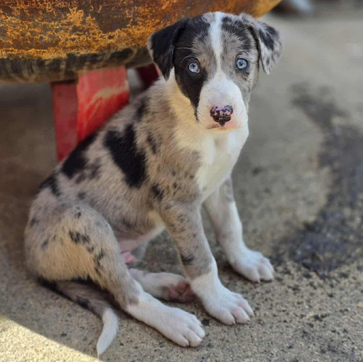 A grey and white puppy with the odd black splotch is sitting up next to a rusty drum. He has strikingly blue eyes.
