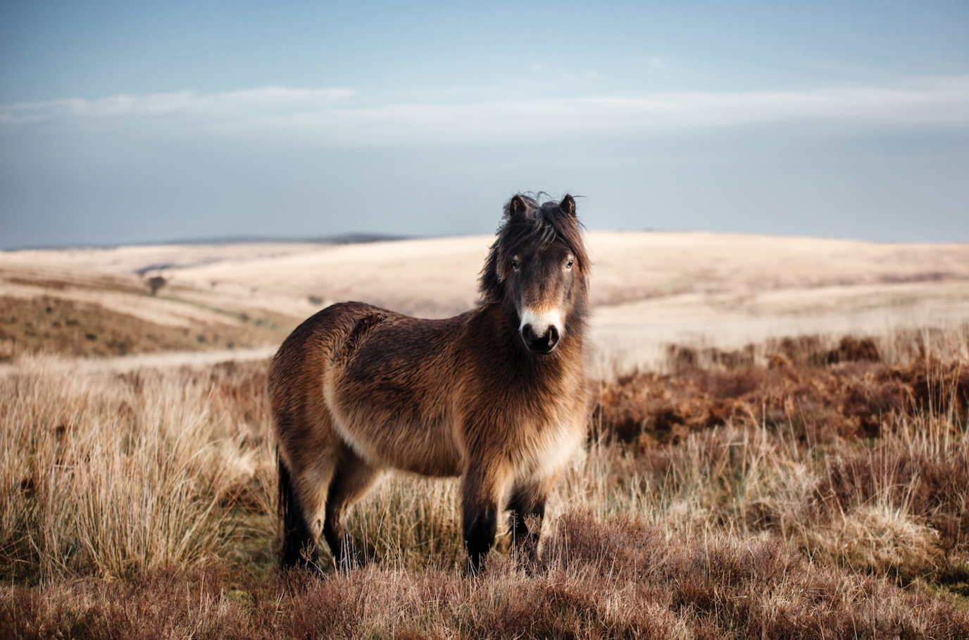 An Exmoor pony is captured looking straight at the photographer with the Somerset moorland in the background.