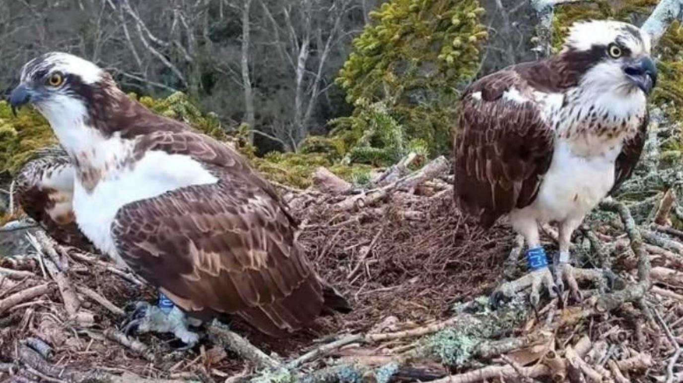 Ospreys