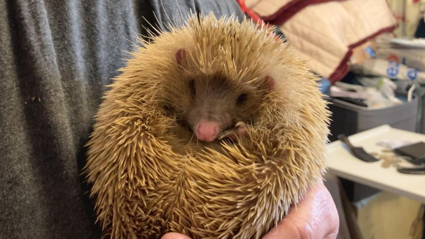 An albino hedgehog with white spines being held by a hand at a rescue centre. 