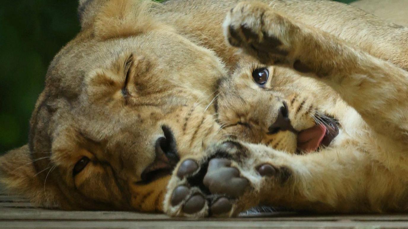 Lioness and lion cub. 