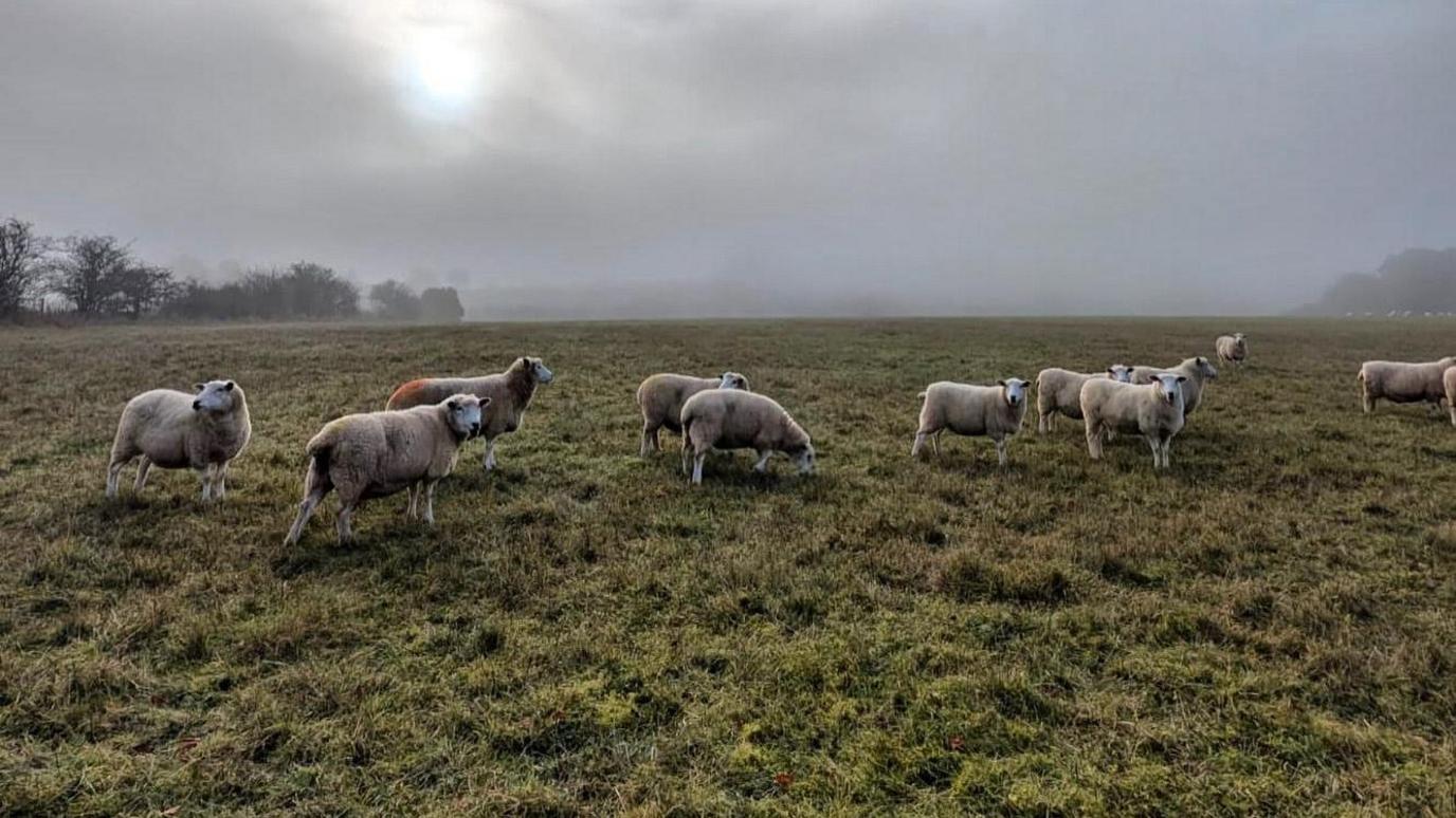 Sheep grazing on a green heath on a misty grey day with a few trees on the horizon and the sun peeking through very hazy clouds