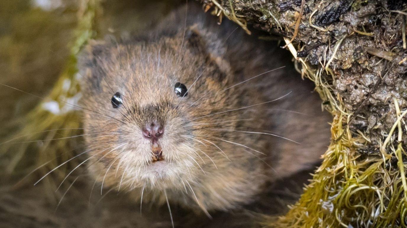 A river vole - a small rodent with beady eyes and whiskers