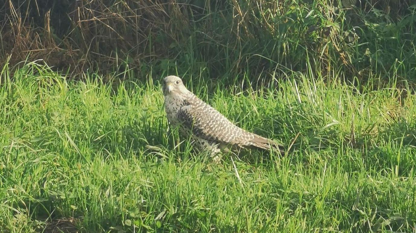 A gyr falcon in grass.