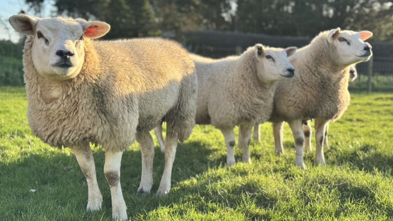 Three white sheep are standing in a field on a sunny day. One is close to the camera, standing to the left, with the other two facing to the right close together.