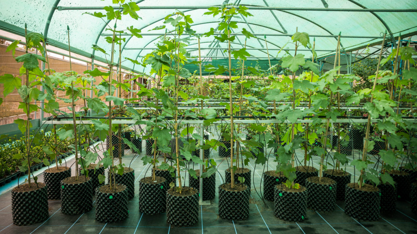 About 20 saplings are in the foreground of the picture standing in pots inside a polytunnel filled with plants.