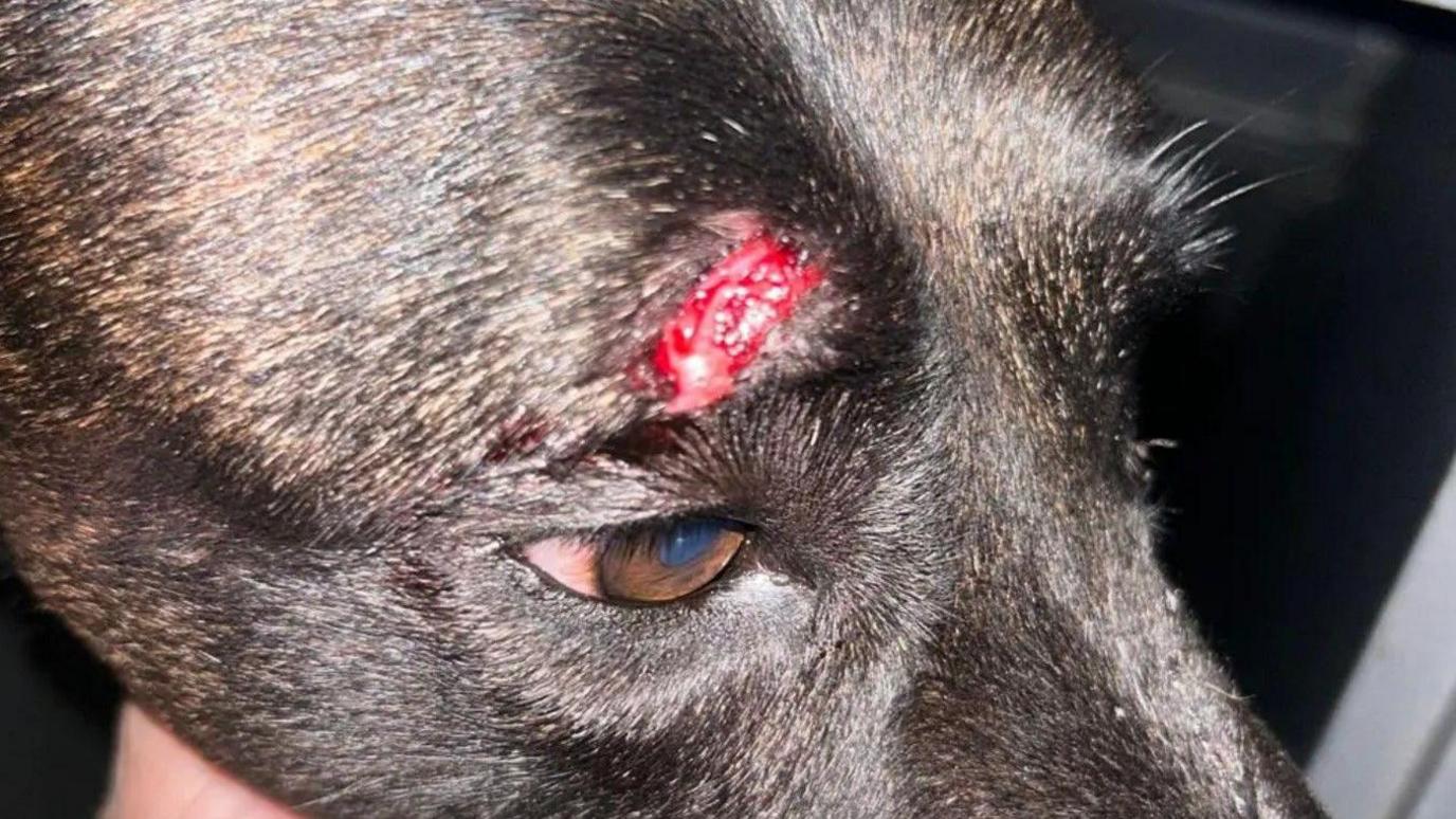A close-up image of a dog's face including a cut above one eye. 