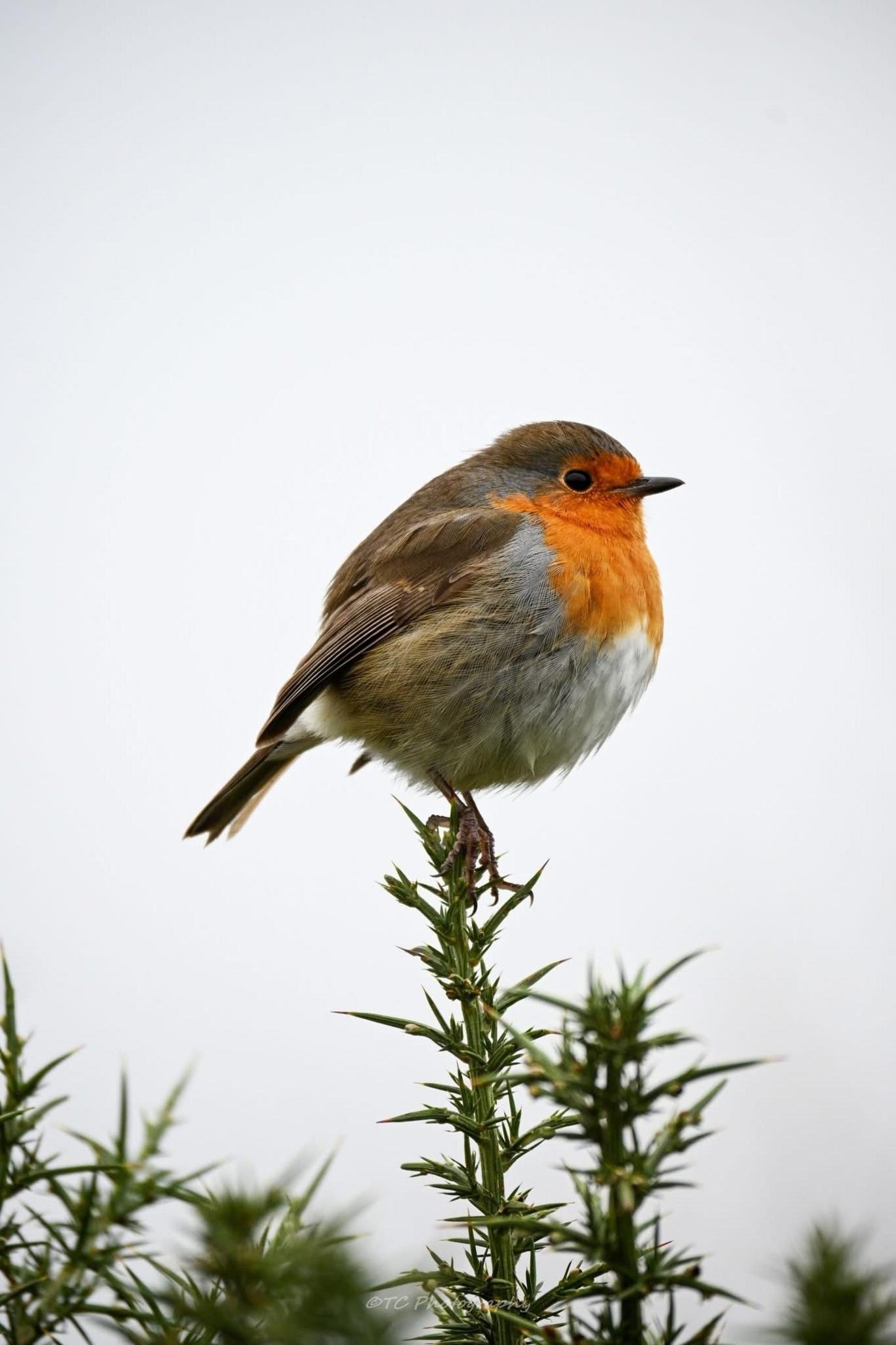 A profile picture of a robin perched right at the top of a tree. It is quite a rotund robin. The sky is grey and the robin is looking into the distance.