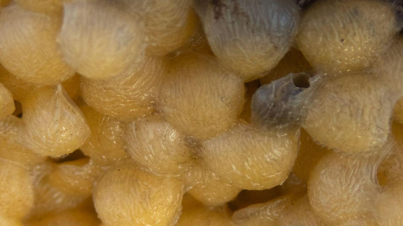 A close up look at yellow whelk eggs which are conjoined together in an overlapping mass.