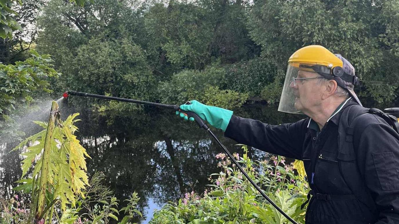 A man in his 70s in full protective gear, wearing turquoise gloves, is holding a nozzle spraying a large giant hogweed. The plant has long green leaves. He is wearing a yellow helmet with a visor.
