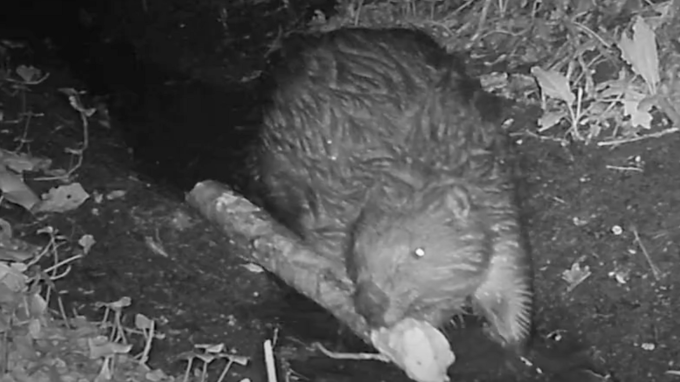 Stick carrying beaver