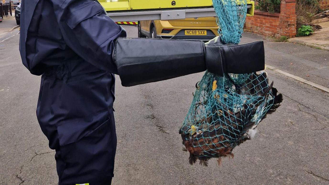 A hawk has been caught in a blue net. The net is being held by a person in the middle of a residential road. The person is wearing large gauntlet black gloves and a blue type of boiler suit. 