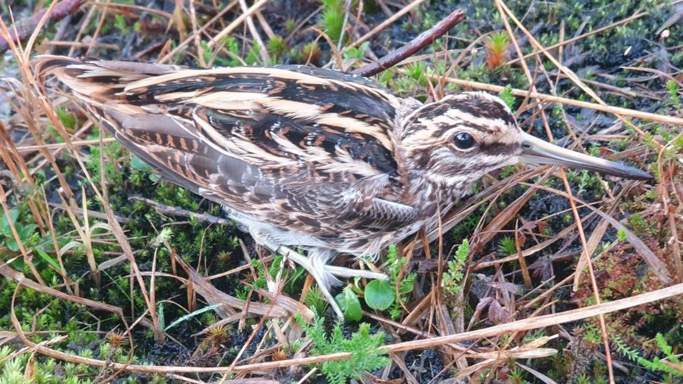 A small bird with brown and cream feathers and a long beak, viewed in among grass, twigs and other undergrowth