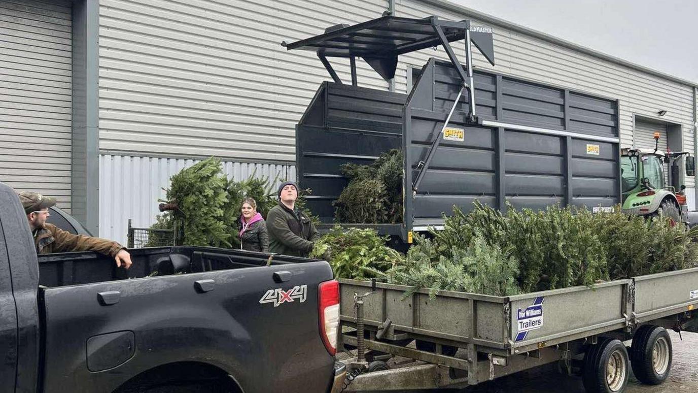 Three members - two men and a woman - from Launceston Young Farmers Club place Christmas trees in two separate trailers. A silver metal trailers is hitched to a black pick-up truck and a large black trailer is hitched to a green tractor.