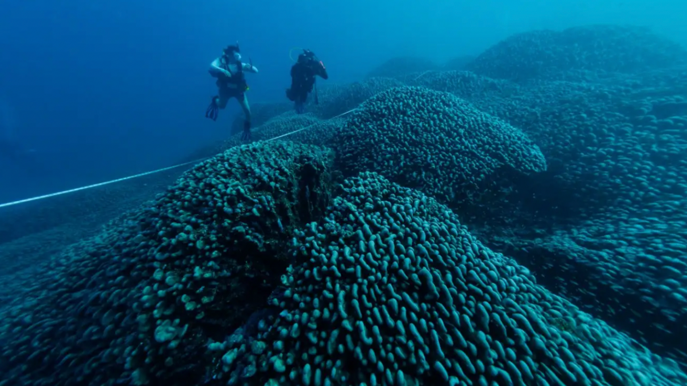 Underwater photo of the coral with divers measuring the size with a tape measure like instrument 