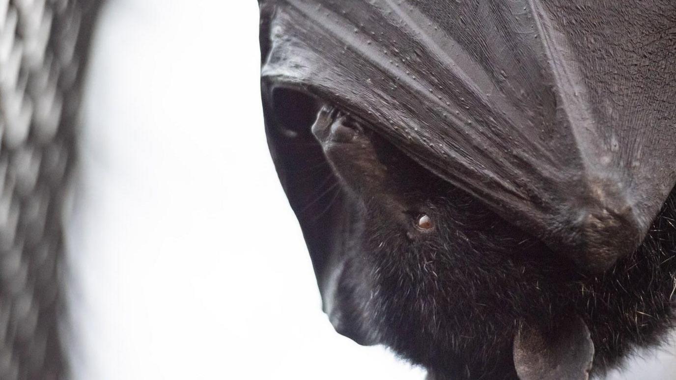 A close-up of a black bat's face with its wing covering part of its face. The bat is hanging upside down on the right and has brown eyes.