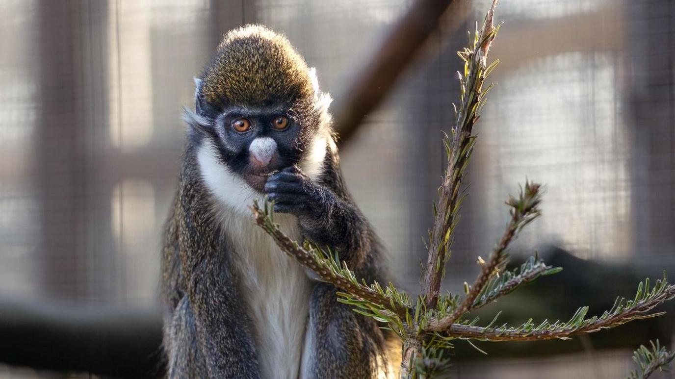 Riki, the lesser spot nosed Guenon, a small fawny coloured monkey with a white chest, neck and nose, with orange eyes and black pupils sits on top of a Christmas tree nibbling some nuts that were scattered over it for him to find.