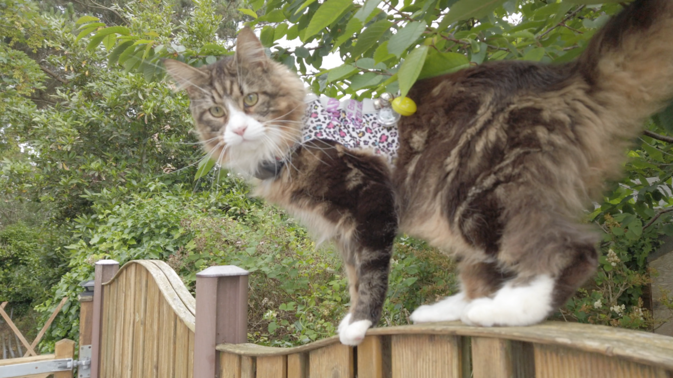 Harvee the Maine Coon cat standing on a fence, wearing a bright coloured vest with several small bells attached