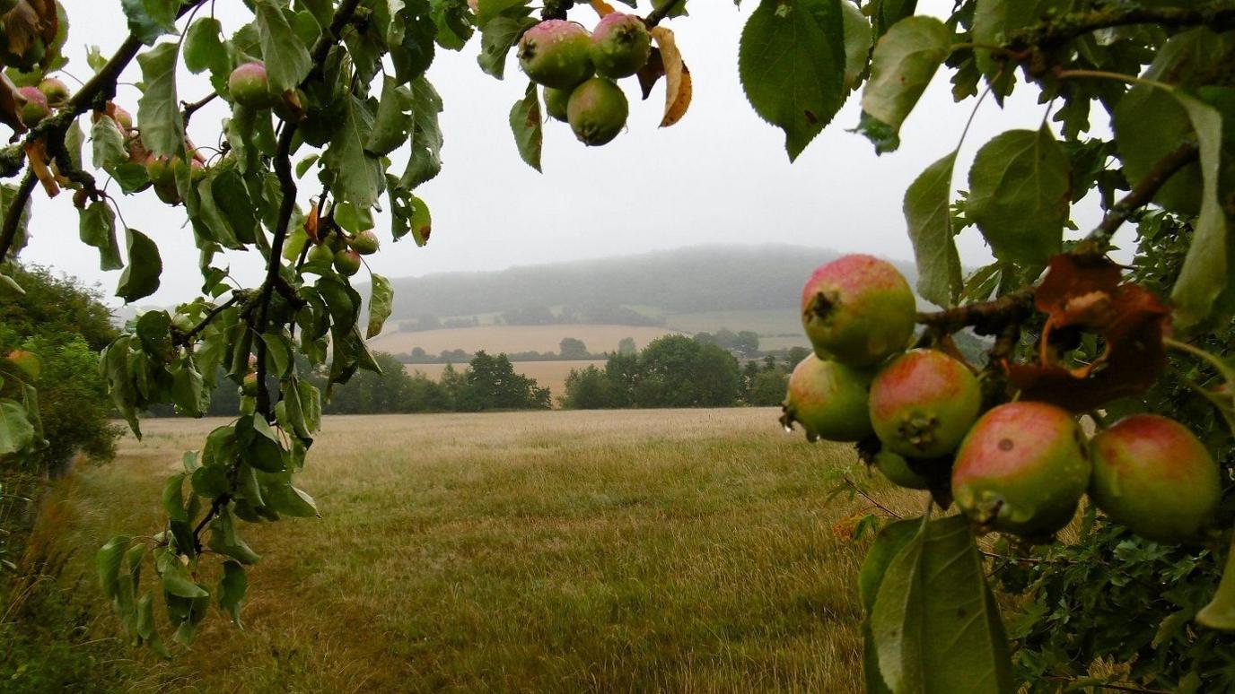 Apples turning from green to red hang from a branch at the side of the photo, framing a view of a green field beyond.