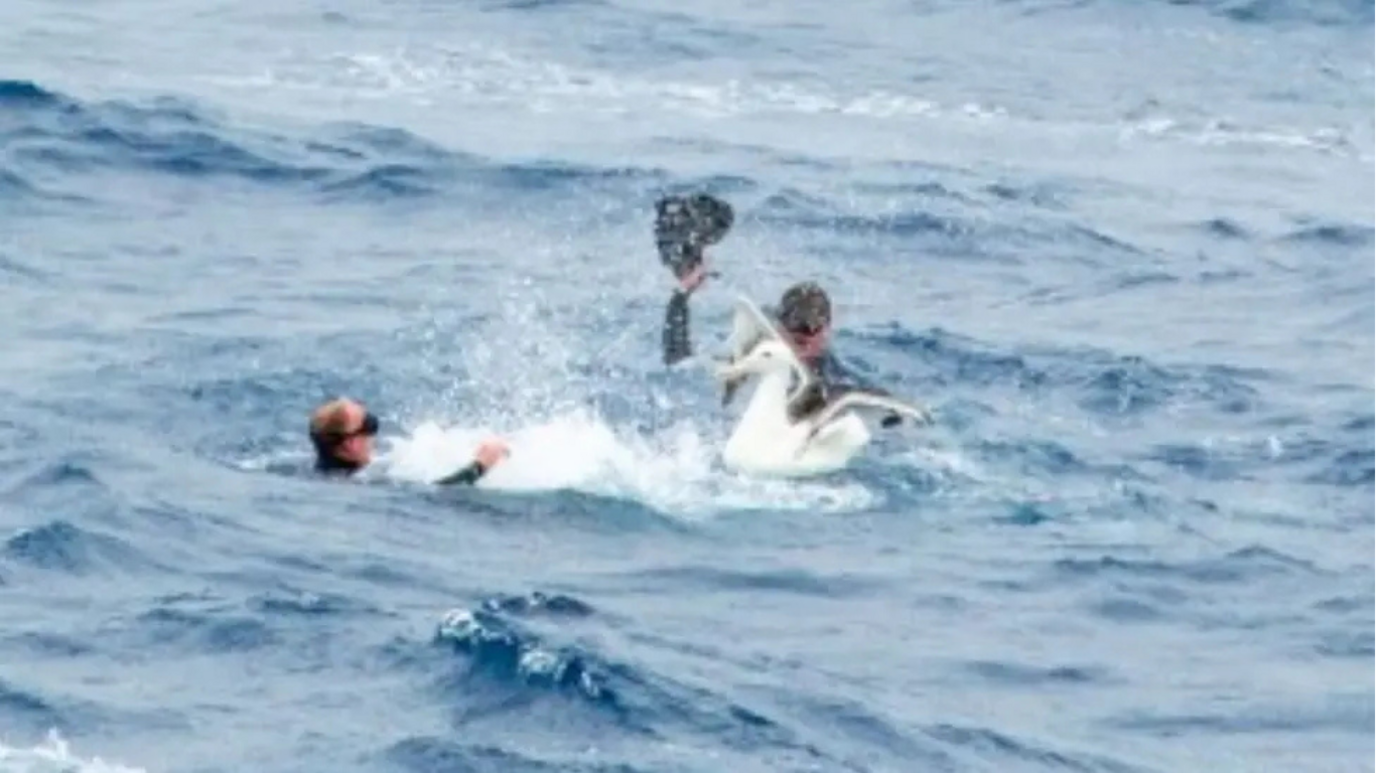 Two men swim in the sea and a large white bird has landed on top of them.