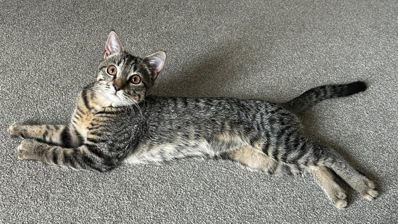 A tabby kitten is pictured lying on the floor of a carpeted room. It is looking at the camera. 