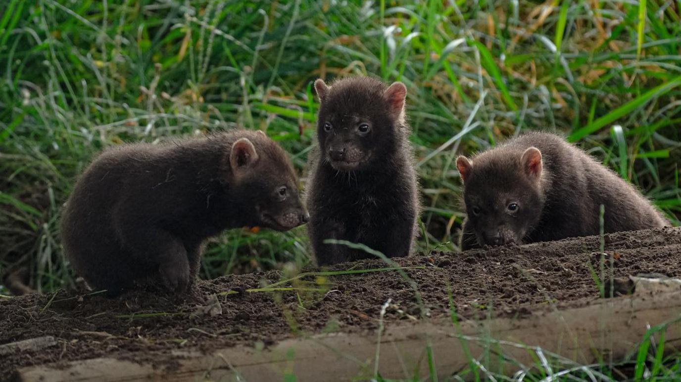 Three bush dog pups in the long grass at Yorkshire Wildlife Park